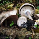 Šampinjoni sa ravnim klobukom: opis i fotografija